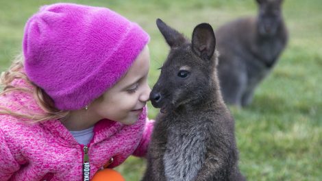 kenguru különleges állatok riport