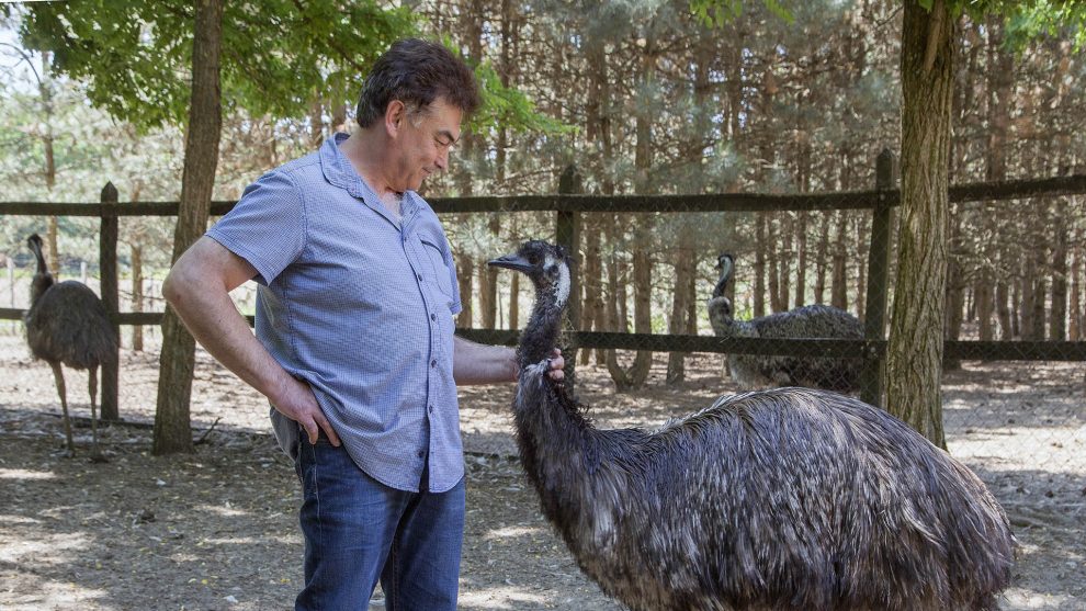 250 emu a kertben bata kata bogdán jenő bogdán-birtok emu felsőlajos futómadár különleges állatok nandu