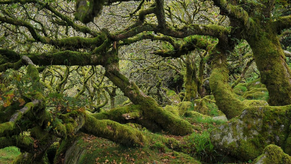 berkenye bükkfa diófa druidák ezotéria fügefa gesztenyefa gyertyánfa juharfa kelta fahoroszkóp kőrisfa nyírfa olajfa tölgyfa ványik dóra