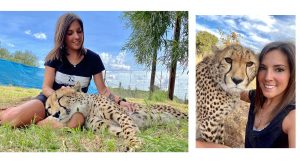 belicza bea cheetah experience dél-afrika gepárdok nagymacskafarm önkéntes tóth brigitta vadállatok