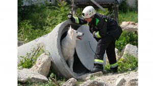 állati nyomozó demi kutyus emberéletek hiperaktív keresőkutya keresőkutyás szolgálat alapítvány kovács tímea mentőkutya-kiképző munkakutyás sportok nyomkövetés nyomkövető svájci fehér juhászkutya tréning