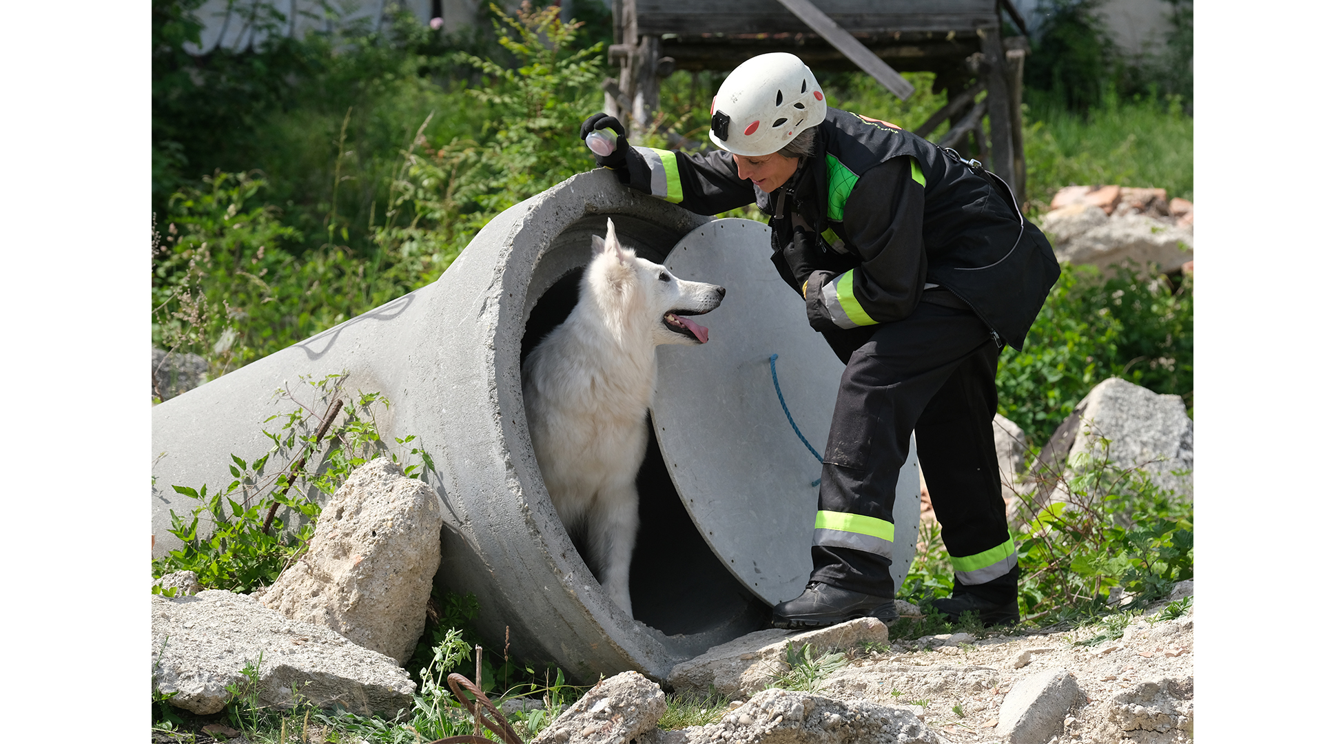 állati nyomozó demi kutyus emberéletek hiperaktív keresőkutya keresőkutyás szolgálat alapítvány kovács tímea mentőkutya-kiképző munkakutyás sportok nyomkövetés nyomkövető svájci fehér juhászkutya tréning