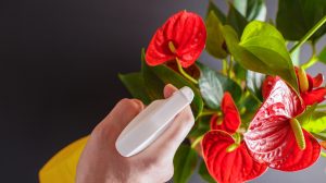 flamingóvirágot permetez télen egy nő