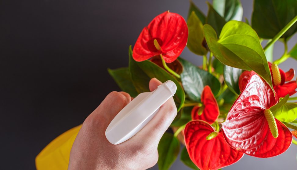 flamingóvirágot permetez télen egy nő