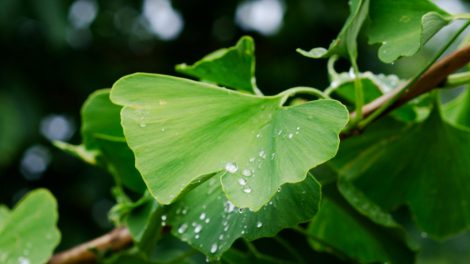 gingko biloba gondozása
