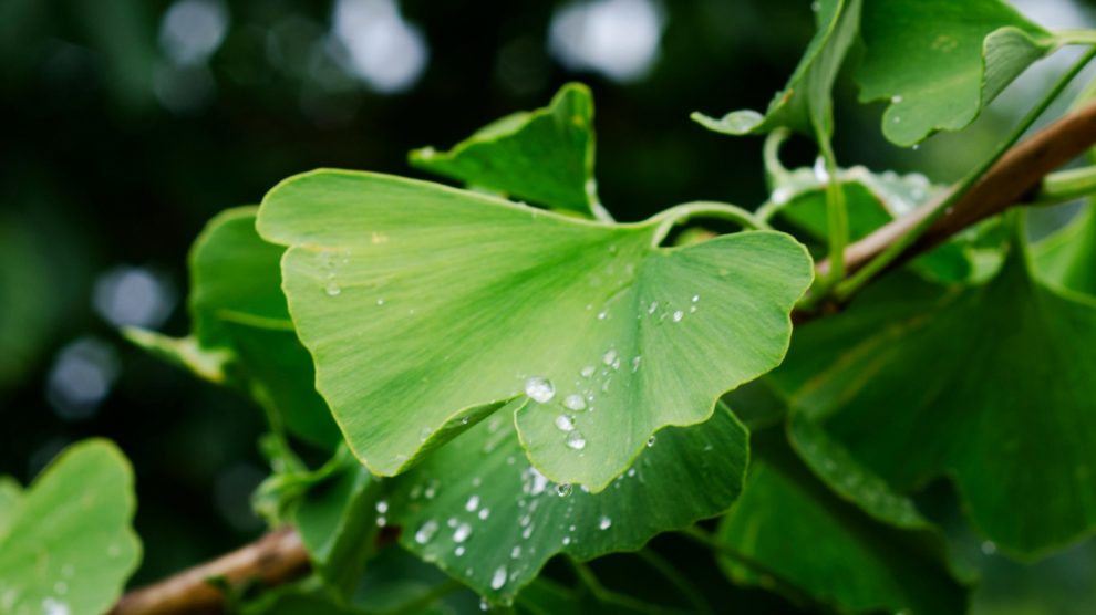 gingko biloba gondozása