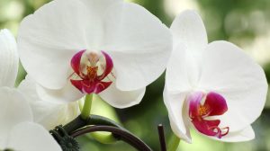 orchidea levele foltos