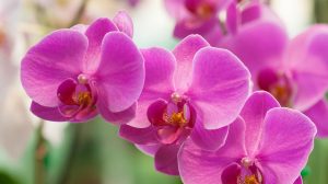 lila lepkeorchidea