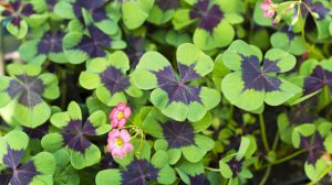 oxalis lohere gondozása