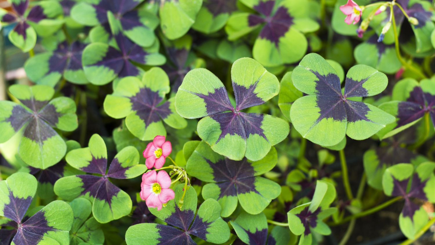 oxalis lohere gondozása
