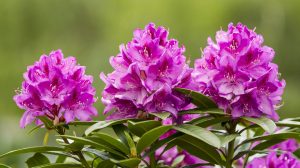 rhododenron lila