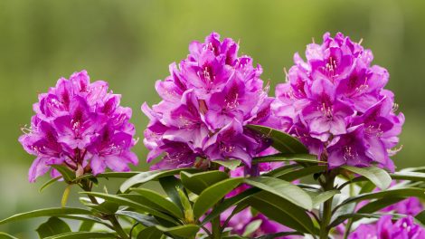 rhododenron lila
