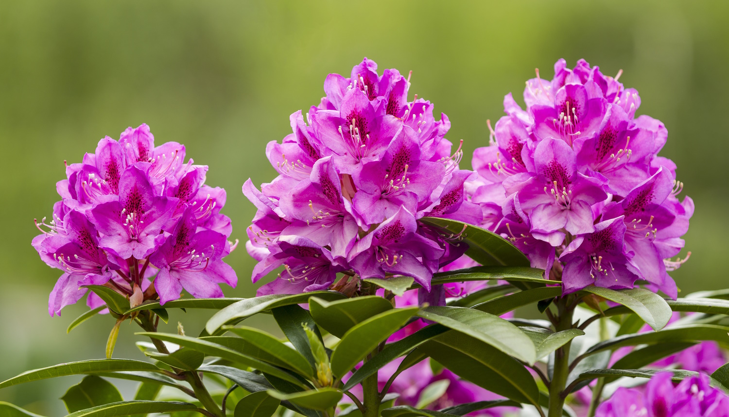 rhododenron lila
