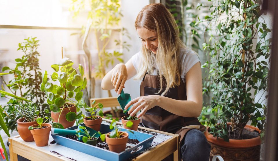 5 biztos jel, hogy át kell ültetni a szobanövényeket