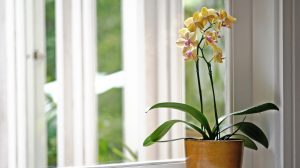 sárga orchidea sárga cserépben az ablakpárkányon