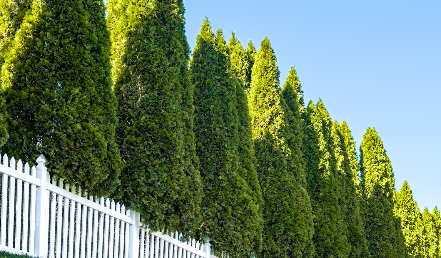 smaragd tuja gondocása thuja occidentalis