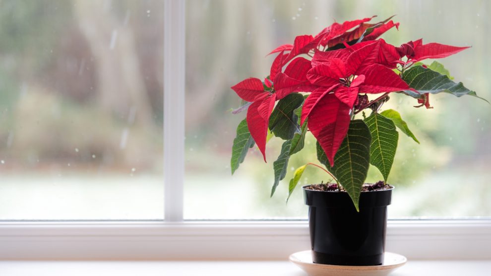 mikulásvirág szerencse