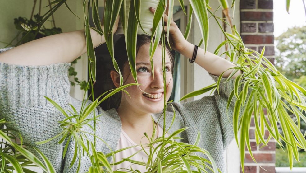 Chlorophytum comosum zöldike ápolása tápozása