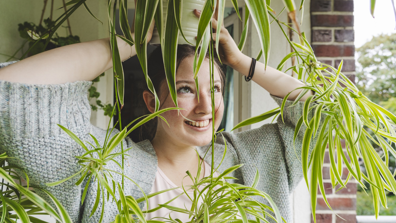 Chlorophytum comosum zöldike ápolása tápozása