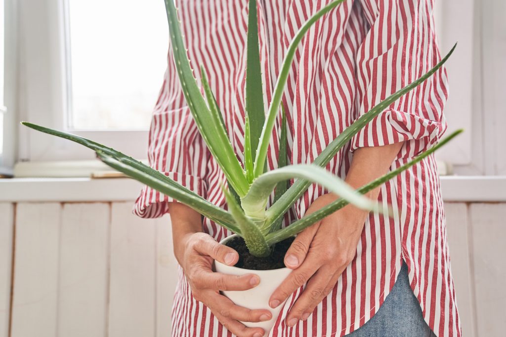 aloe vera gondozása locsolása otthon