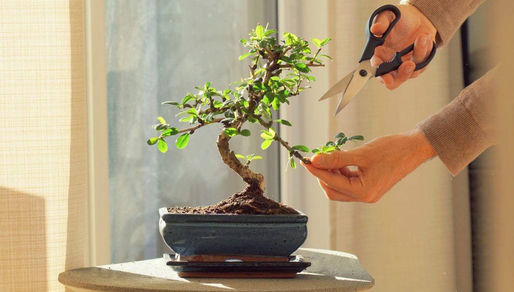 bonsai metszése locsolása gondozása otthon