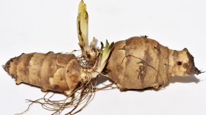 csicsóka termesztése gondozása locsolása