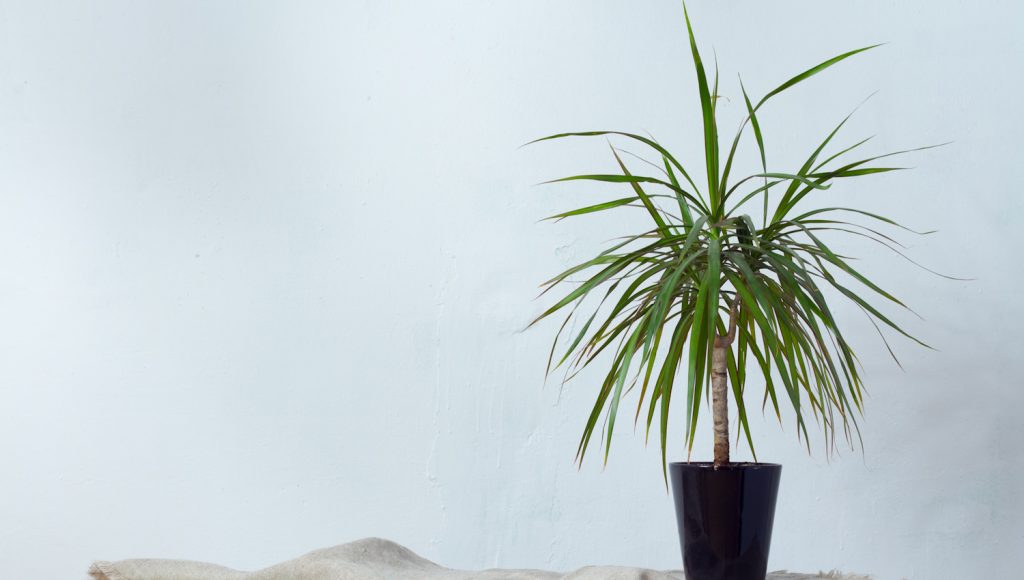 dracena sárkányfa gondozása locsolása