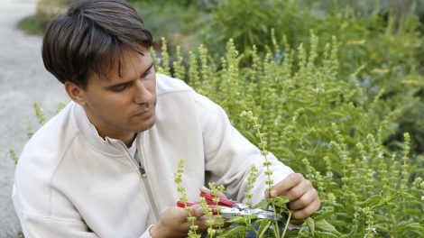 fűszernövény gyógynövény téliesítése bazsalikom metszése