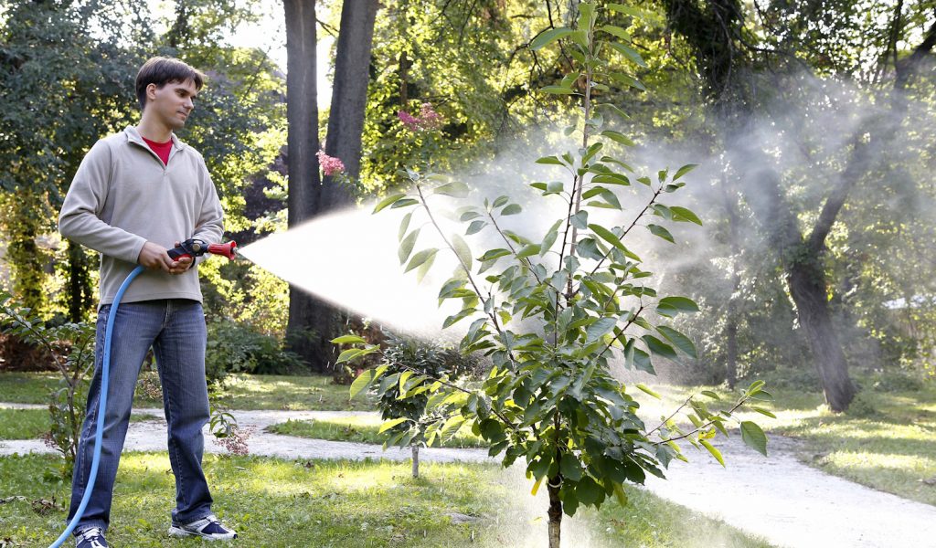 gyümölcsfa ősz permetezés metszés