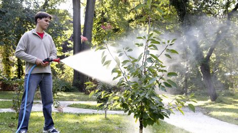 gyümölcsfa ősz permetezés metszés