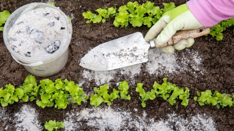 kártevőirtás kert vegyszermentes meztelencsiga