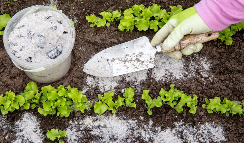 kártevőirtás kert vegyszermentes meztelencsiga