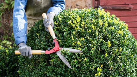 kert téliesítése bokrok cserjék
