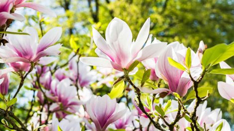 tulipánfa lliliomfa gondozása magnólia