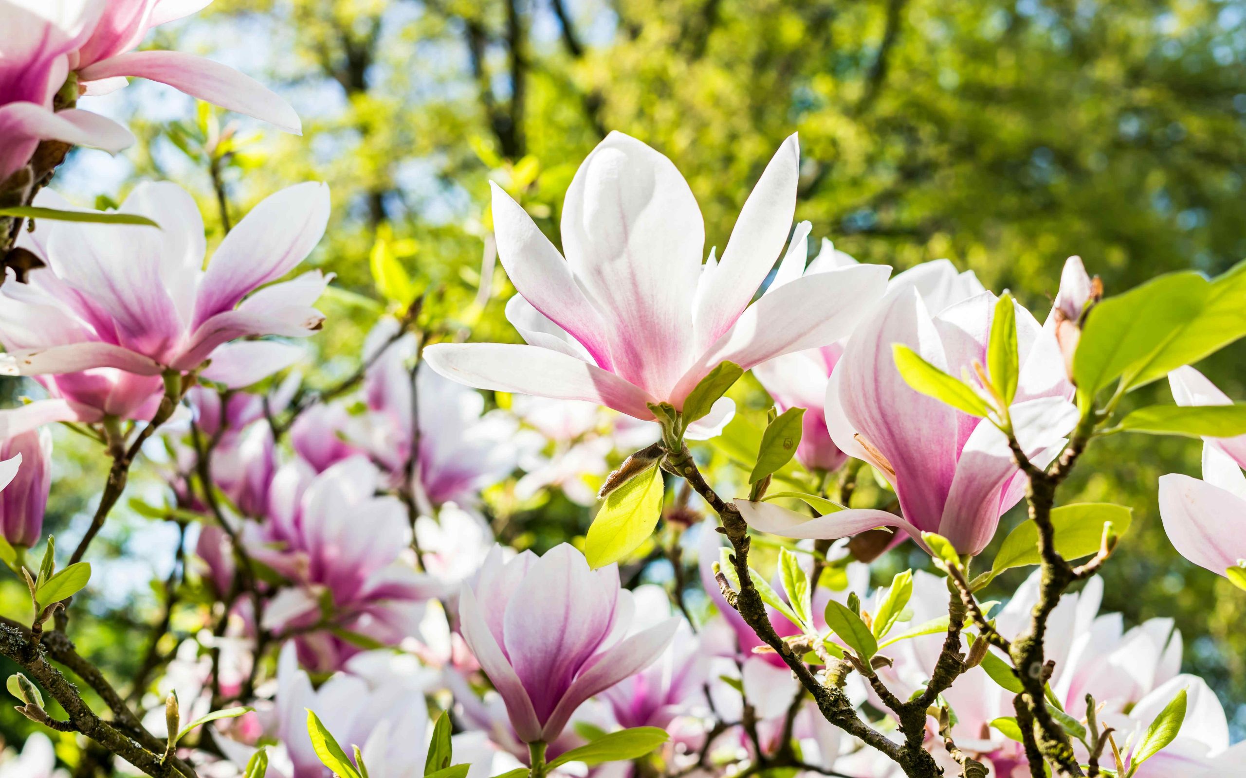 tulipánfa lliliomfa gondozása magnólia