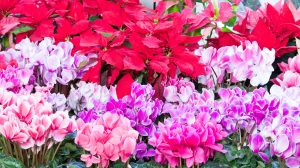 mikulásvirág ciklámen amarillisz gondozása