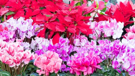 mikulásvirág ciklámen amarillisz gondozása