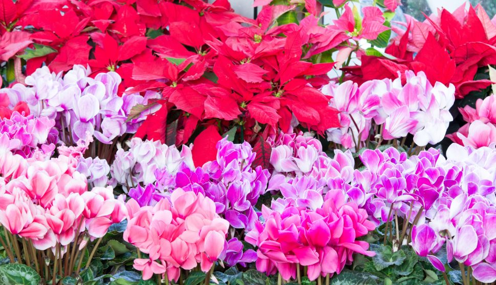 mikulásvirág ciklámen amarillisz gondozása