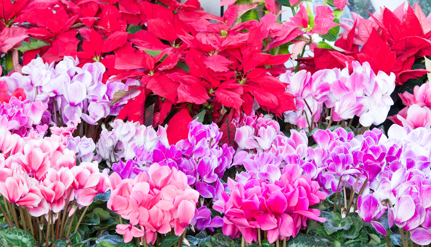 mikulásvirág ciklámen amarillisz gondozása