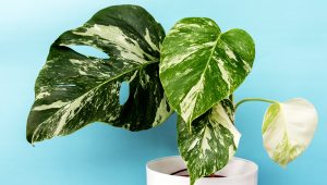 monstera albo gondozása vízigénye