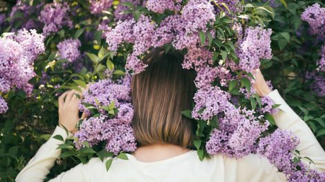 orgona mentészse locsolása ápolása szaporítása