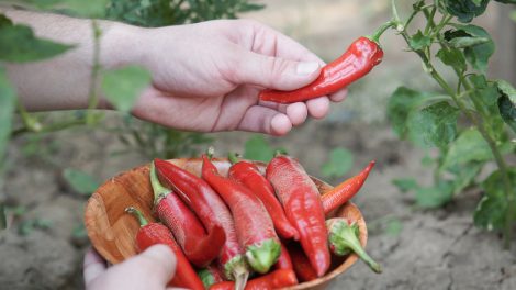 paprika palanta szegedi kármin