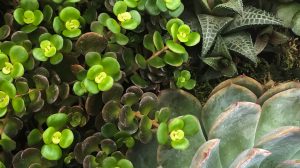 pozsgások aloe vera agave gondozása locsolása