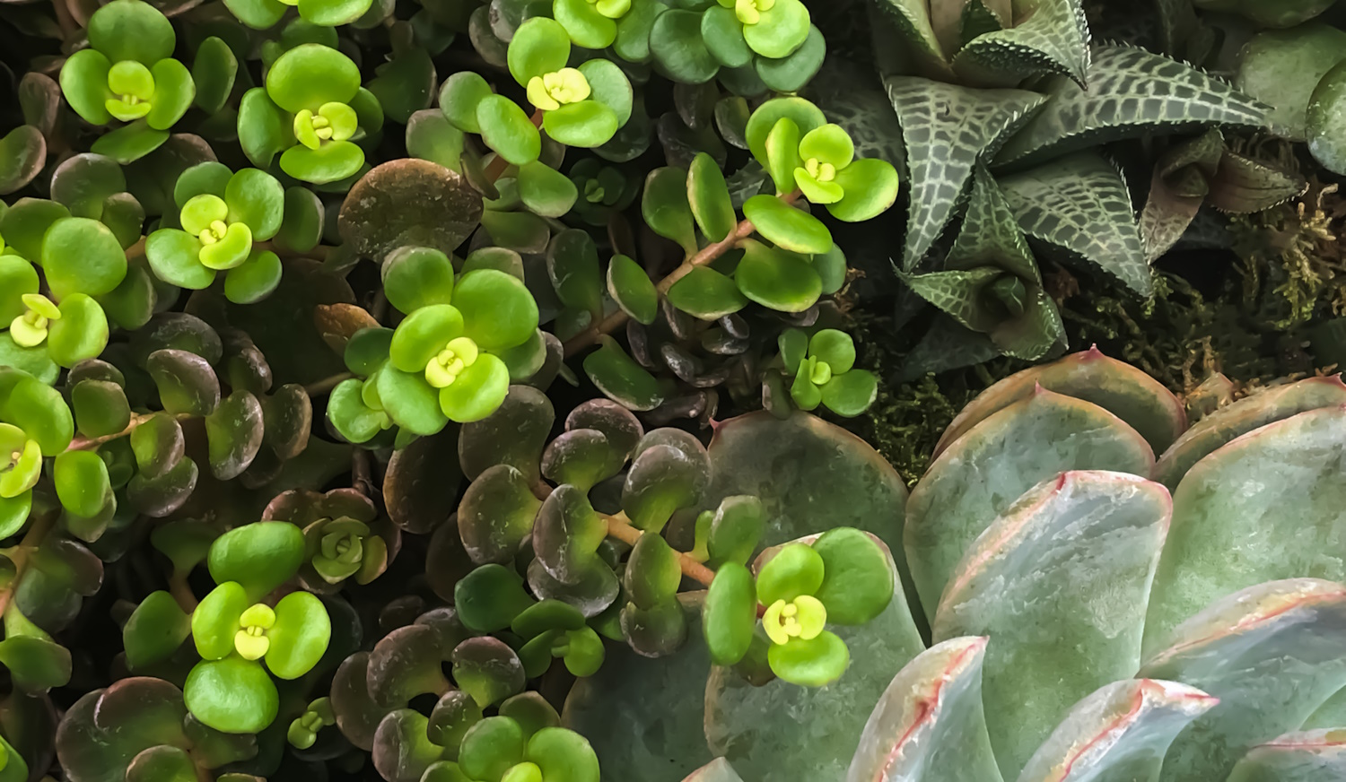 pozsgások aloe vera agave gondozása locsolása