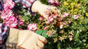rózsa metszés permetezés ősszel téliesítés