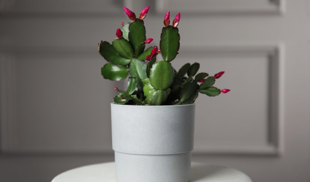 karácsonyi kaktusz bimbós