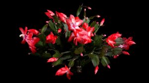 karácsony kaktusz piros