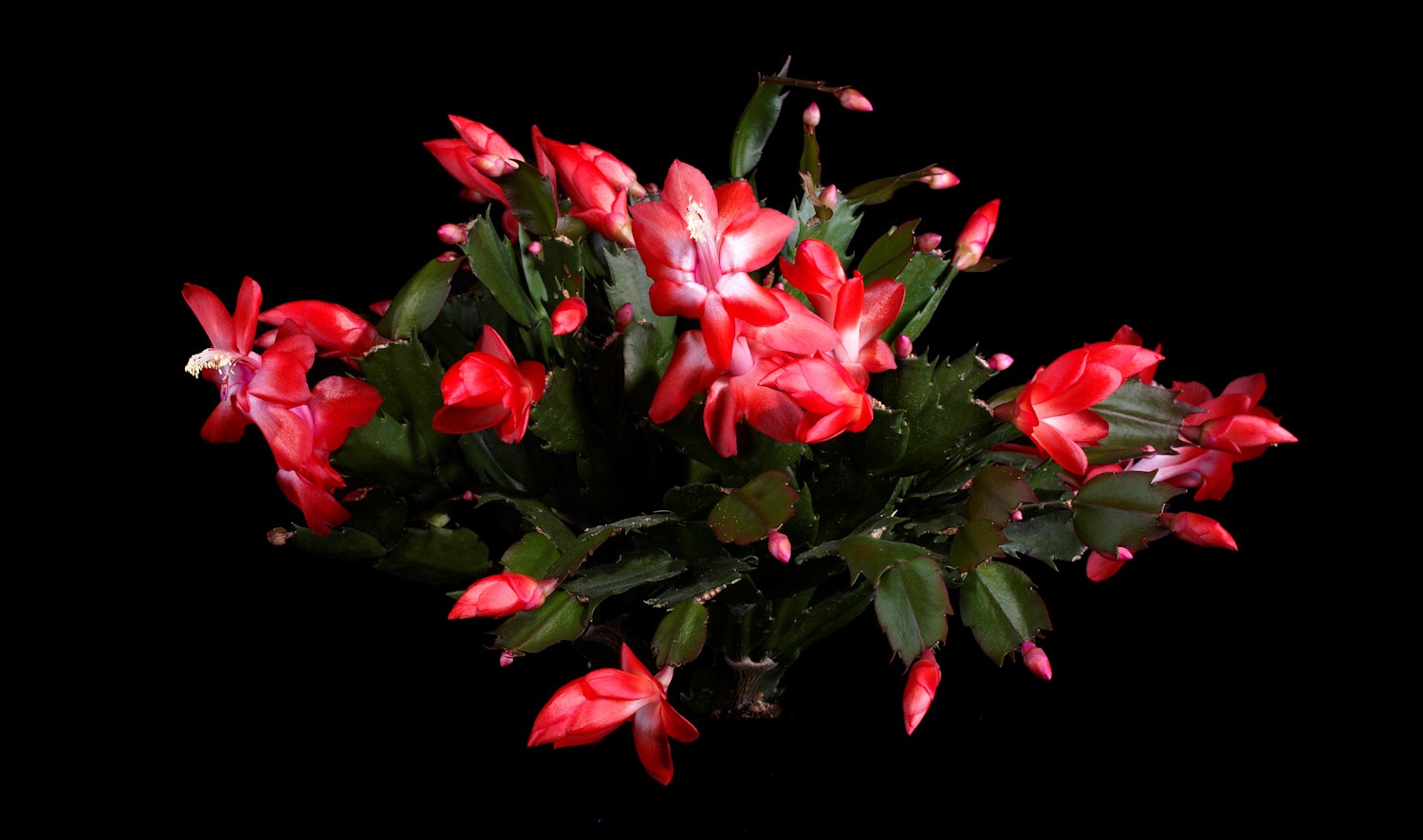 karácsony kaktusz piros