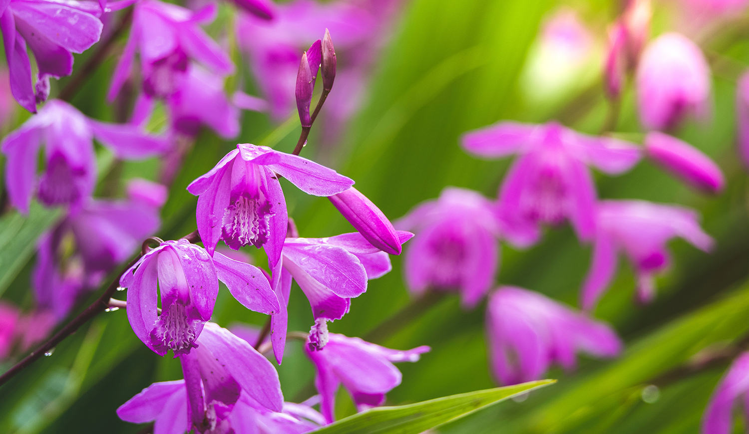 Csíkos jácintorchidea