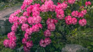 Jeli arborétum, rododendron